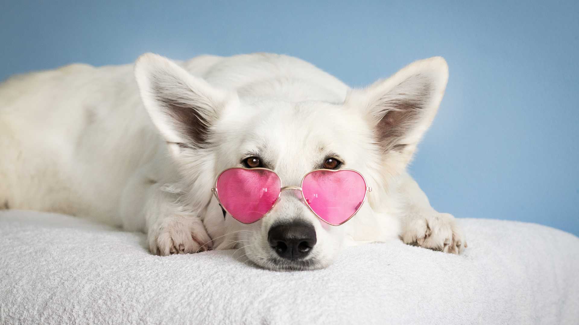 Frequently Asked Questions about Self-Service Dog Wash Systems