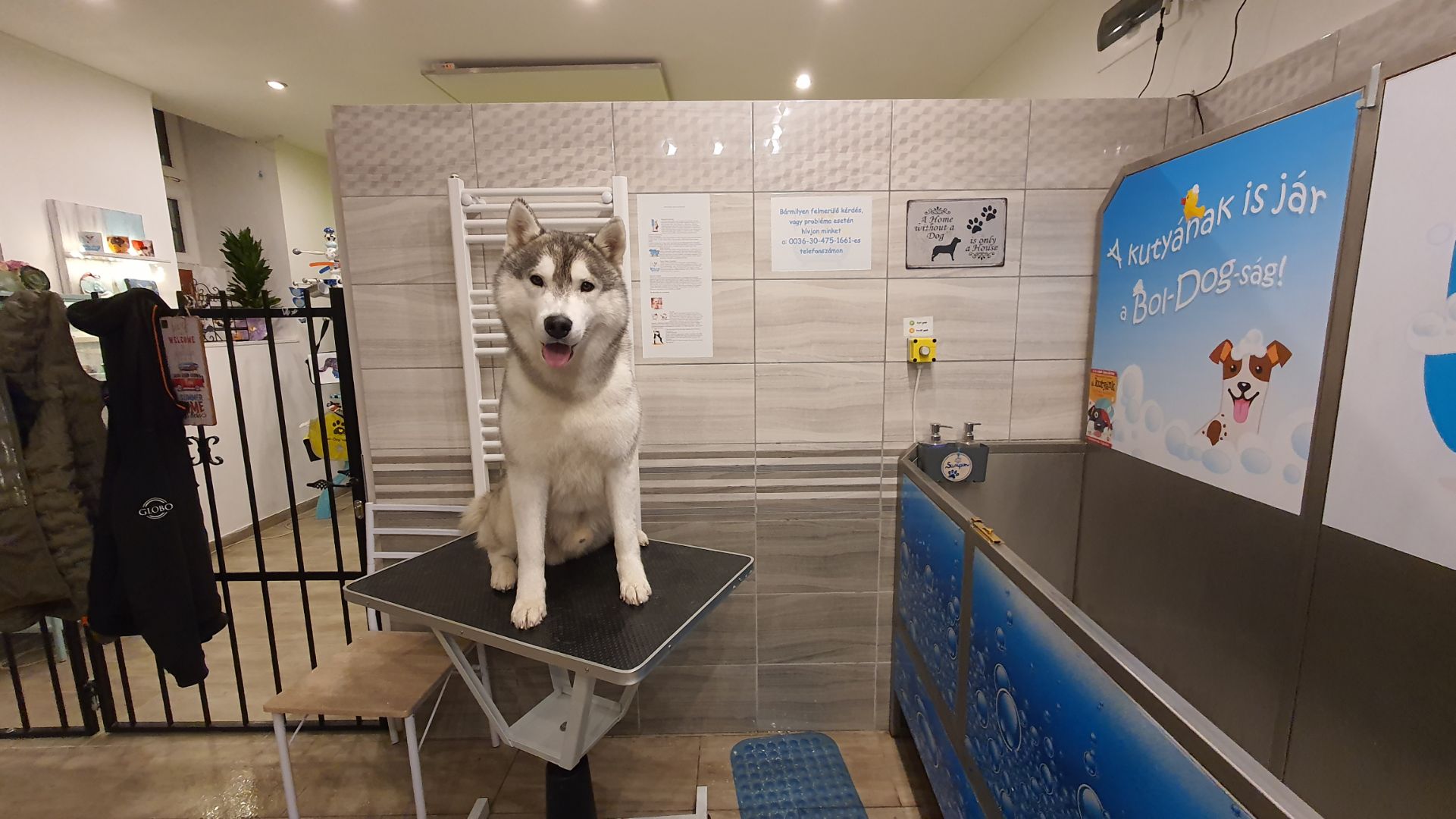 Self service dog wash systems - Home